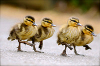 Duckling March